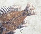 Priscacara Fossil Fish - Great Specimen! #7527-1